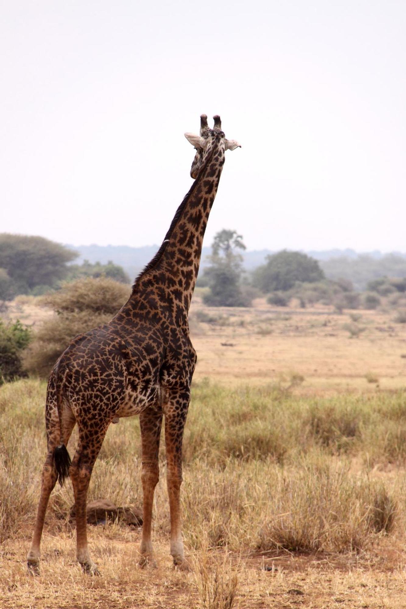 Baker Safari Company Villa Kwangwazi Ngoại thất bức ảnh