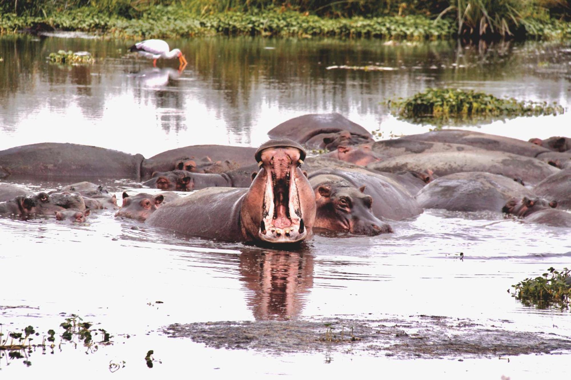 Baker Safari Company Villa Kwangwazi Ngoại thất bức ảnh