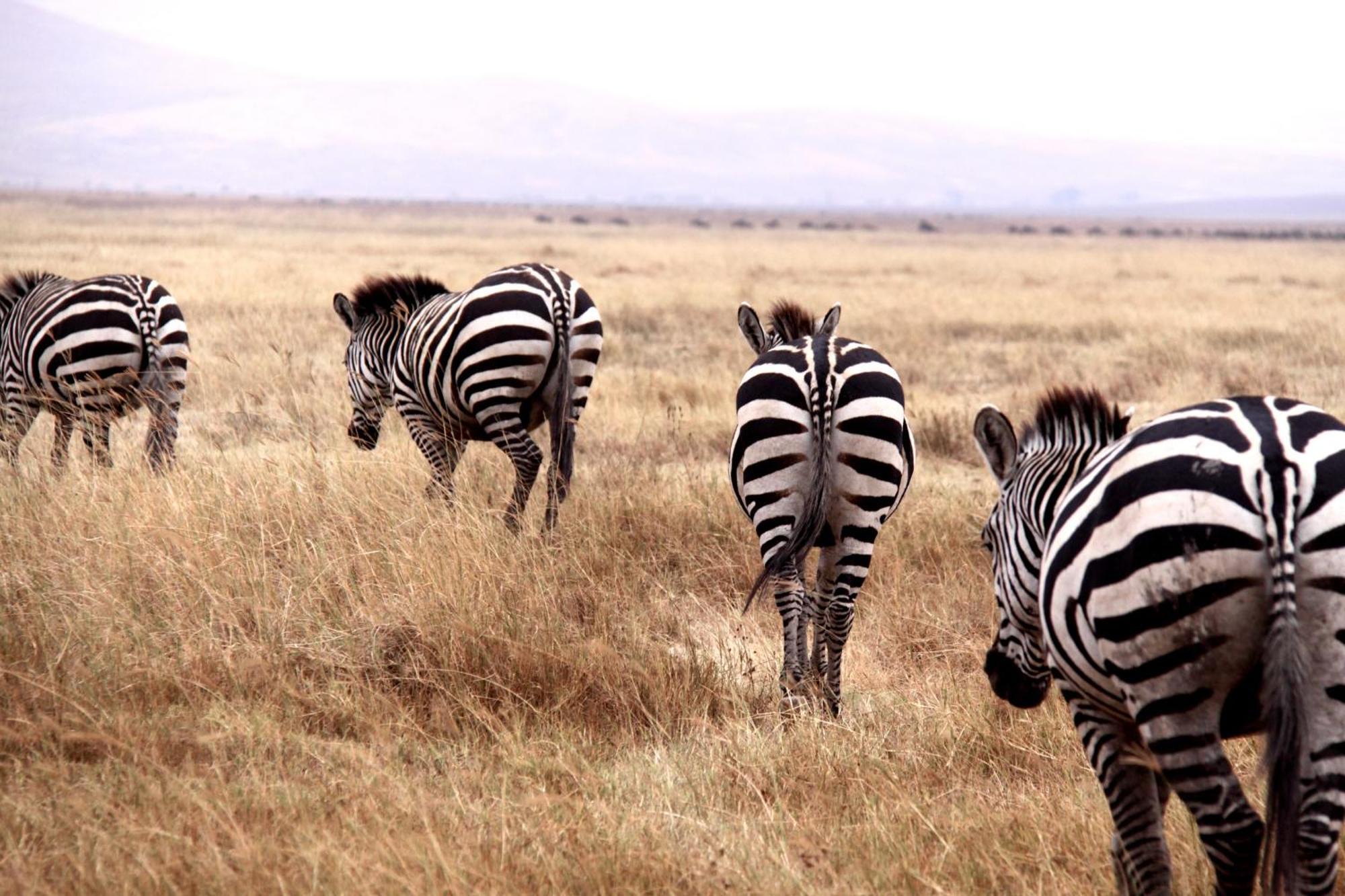 Baker Safari Company Villa Kwangwazi Ngoại thất bức ảnh